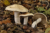 Bitter Poisonpie (Hebeloma sinapizans) undergrowth, Coye forest, Ile-de-France