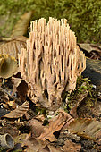 Crown-tipped coral fungus (Artomyces pyxidatus) undergrowth, Coye forest, Ile-de-France