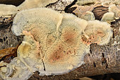 Jelly Rot (Merulius tremellosus) on dead wood, undergrowth, Coye forest, Ile-de-France