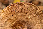 Brown roll-rim (Paxillus involutus), undergrowth, Coye forest, Ile-de-France