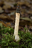 Dog stinkhorn (Mutinus caninus) with Fly (Musca domestica), undergrowth, Coye forest, Ile-de-France