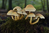 Sulphur tuft (Hypholoma fasciculare), undergrowth, Coye forest, Ile-de-France