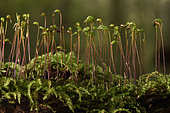 Rough-stalked Feather-moss (Brachythecium rutabulum), Coye forest, Ile-de-France, France