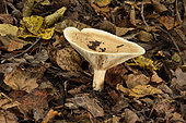 Milkcap (Lactarius zonarius) undergrowth, Coye Forest, Ile-de-France, France