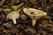 Milkcap (Lactarius zonarius) undergrowth, Coye Forest, Ile-de-France, France
