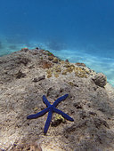 Blue starfish (Linckia laevigata), Great Barrier Reef, UNESCO World Heritage Site, Queensland, Upolu Reef, Australia