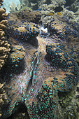Giant clam (Tridacna gigas), Great Barrier Reef, UNESCO World Heritage Site, Queensland, Upolu Reef, Australia
