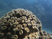 Mushroom coral (Sarcophyton sp), Great Barrier Reef, UNESCO World Heritage Site, Queensland, Upolu Reef, Australia