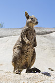 Mareeba Rock-Wallaby (Petrogale mareeba) on rock, Atherton plateau, Queensland, Australie