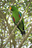 Eclectus Parrot (Eclectus roratus) male on a branch, Queensland, Australia