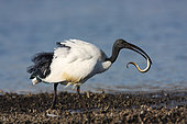 Sacred Ibis (Threskiornis aethiopicus) catching an eel, Brittany, France