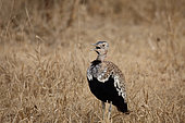 Red-crested bustard (Lophotis ruficrista) male singing in the dry grass, Kruger, South Africa