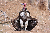 Lappet-faced Vulture (Torgos tracheliotos) sunbathing, South Africa