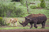 Rhinocéros blanc du Sud (Ceratotherium simum simum) et Lionne (Panthera leo) au point d'eau, Kruger, Afrique du Sud