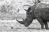 Portrait of Southern white rhinoceros (Ceratotherium simum simum), Kruger National park, South Africa