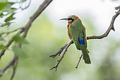 White fronted Bee eater (Merops bullockoides) on a branch, Kruger National park, South Africa
