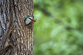 Woodland kingfisher (Halcyon senegalensis) in nest, Kruger National park, South Africa