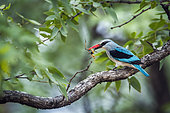 Woodland kingfisher (Halcyon senegalensis) with prey on a branch, Kruger National park, South Africa