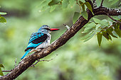 Woodland kingfisher (Halcyon senegalensis) on a branch, Kruger National park, South Africa
