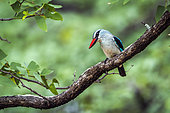 Woodland kingfisher (Halcyon senegalensis) on a branch, Kruger National park, South Africa