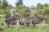 Plains zebras (Equus quagga burchellii), in savanna, Kruger National park, South Africa