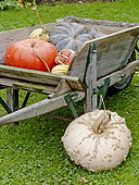 Pumpkin harvest in autumn