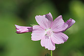 Musk Mallow (Malva moschata) in bloom in a wasteland in summer, Brittany, France