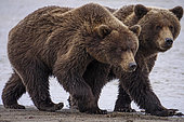 Grizzly (Ursus Arctos) marchant sur la berge. Centre-sud de l'Alaska. USA