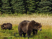 Coastal brown bear, also known as Grizzly Bear (Ursus Arctos) female and cub feeding on grass. South Central Alaska. United States of America (USA).