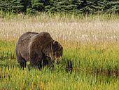 Coastal brown bear, also known as Grizzly Bear (Ursus Arctos) feeding on grass. South Central Alaska. United States of America (USA).
