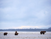 Coastal brown bear, also known as Grizzly Bear (Ursus Arctos) female and cubs. Cook Inlet. South Central Alaska. United States of America (USA).
