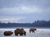 Coastal brown bear, also known as Grizzly Bear (Ursus Arctos) female and cubs. Cook Inlet. South Central Alaska. United States of America (USA).