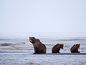 Coastal brown bear, also known as Grizzly Bear (Ursus Arctos) female and cubs. Cook Inlet. South Central Alaska. United States of America (USA).