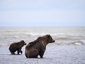 Coastal brown bear, also known as Grizzly Bear (Ursus Arctos) female and cub. Cook Inlet. South Central Alaska. United States of America (USA).
