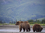 Coastal brown bear, also known as Grizzly Bear (Ursus Arctos) female and cub. South Central Alaska. United States of America (USA).