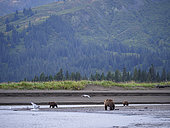 Coastal brown bear, also known as Grizzly Bear (Ursus Arctos) female and cubs. South Central Alaska. United States of America (USA).