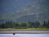 Grizzly (Ursus Arctos) dans un fleuve. Centre-sud de l'Alaska. USA
