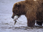 Grizzly (Ursus Arctos) mangeant un Saumon coho du Pacifique (Oncorhynchus kisutch). Golfe de Cook, Centre-sud de l'Alaska. USA