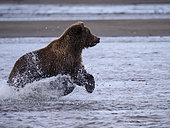 Grizzly (Ursus Arctos) pêchant des Saumons coho du Pacifique (Oncorhynchus kisutch). Golfe de Cook, Centre-sud de l'Alaska. USA