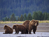 Grizzly (Ursus Arctos) ourse et ses oursons sur la berge. Centre-sud de l'Alaska. USA