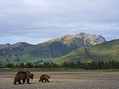 Coastal brown bear, also known as Grizzly Bear (Ursus Arctos) female and cub. South Central Alaska. United States of America (USA).