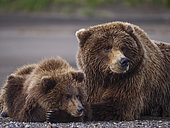 Grizzly (Ursus Arctos) ourse et son ourson. Centre-sud de l'Alaska. USA