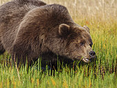 Coastal brown bear, also known as Grizzly Bear (Ursus Arctos) feeding on grass. South Central Aaska. United States of America (USA).