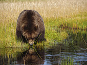 Coastal brown bear, also known as Grizzly Bear (Ursus Arctos) feeding on grass. South Central Aaska. United States of America (USA).