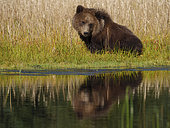 Coastal brown bear, also known as Grizzly Bear (Ursus Arctos) cub. South Central Alaska. United States of America (USA).
