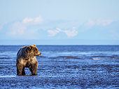 Grizzly (Ursus Arctos) sur le rivage. Golfe de Cook, Centre-sud de l'Alaska. USA