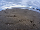Empreintes de Grizzly (Ursus Arctos) sur le rivage. Centre-sud de l'Alaska. USA