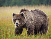 Grizzly (Ursus Arctos) dans la toundra. Centre-sud de l'Alaska. USA
