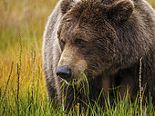 Grizzly (Ursus Arctos) mangeant de l'herbe. Centre-sud de l'Alaska. USA