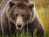 Grizzly (Ursus Arctos) mangeant de l'herbe. Centre-sud de l'Alaska. USA